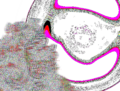 Thumbnail for version as of 17:36, 2 September 2025